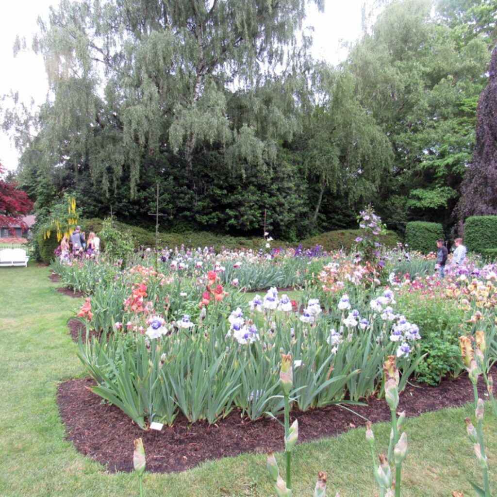 Schreiner's Iris Gardens - flower bed full of irises